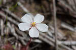 dwarf sundew